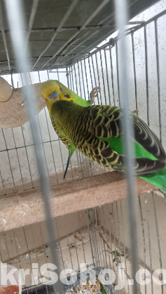 Adult bajigor pakhi